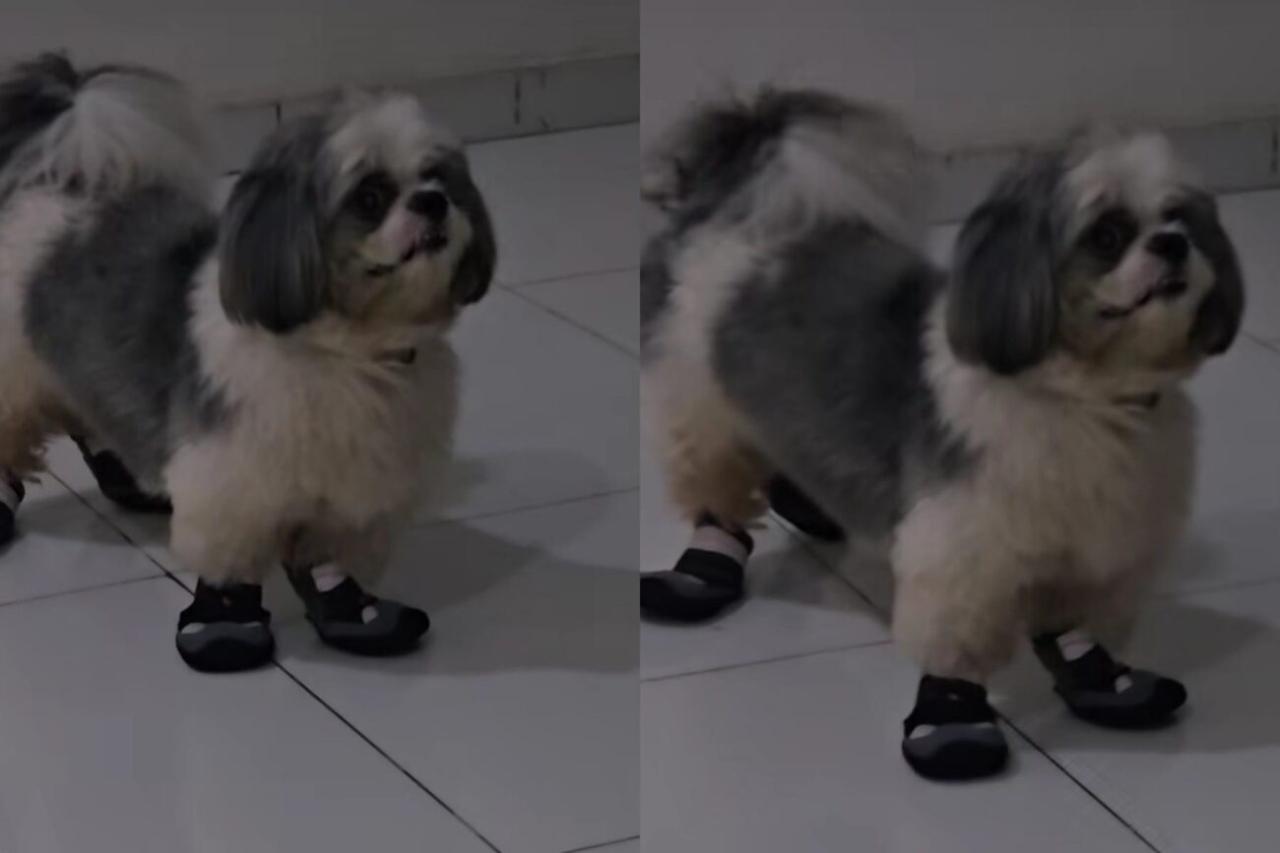 “Ungrateful Pup!” – Bimbo Ademoye Roasts Her Dog Over New Shoe in Hilarious Video