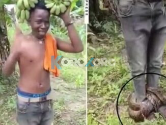 A Man in Tanzania Trapped by Giant Snake After Allegedly Stealing Bananas from ‘Witchcraft-Protected’ Farm (WATCH VIDEO)