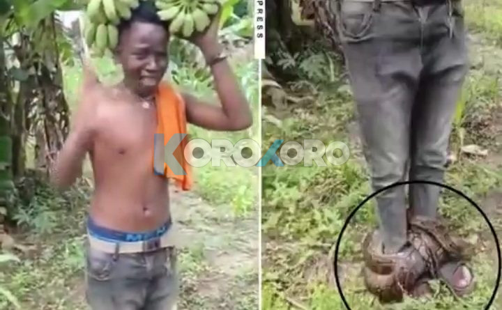 A Man in Tanzania Trapped by Giant Snake After Allegedly Stealing Bananas from ‘Witchcraft-Protected’ Farm (WATCH VIDEO)